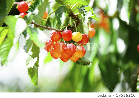 さくらんぼ狩り 17556316
