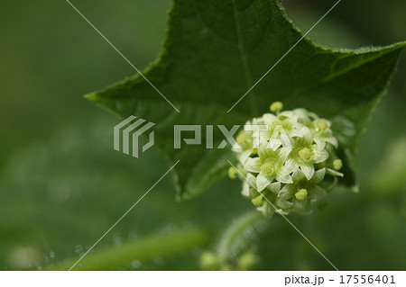 自然 植物 アレチウリ、小さい花が毬のように固まって咲く雌花 自然 植物 アレチウリ、小さい花が毬のように固まって咲く雌花 17556401