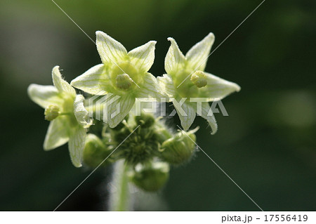 自然 植物 アレチウリ、雌雄異花。雄花のほうが大きめで遠くからでも目立ちます 自然 植物 アレチウリ、雌雄異花。雄花のほうが大きめで遠くからでも目立ちます 17556419