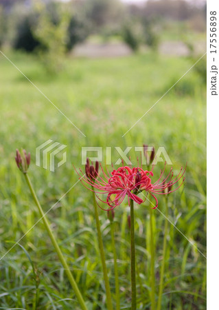彼岸花 彼岸花 17556898