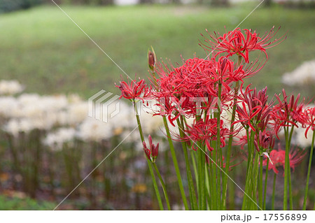 彼岸花 彼岸花 17556899