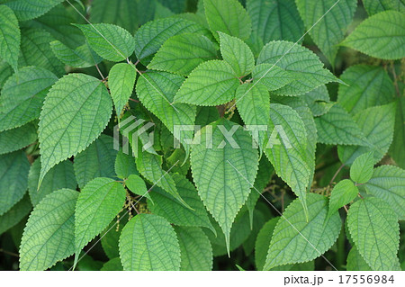 自然　植物　カラムシ、空き地などで見かける雑草ですが数千年前から繊維を採るため栽培されていたそうです 17556984