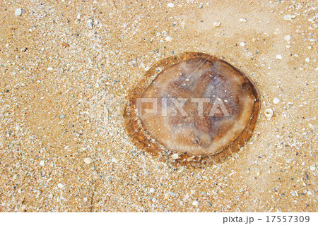 jelly fish on sand jelly fish on sand 17557309