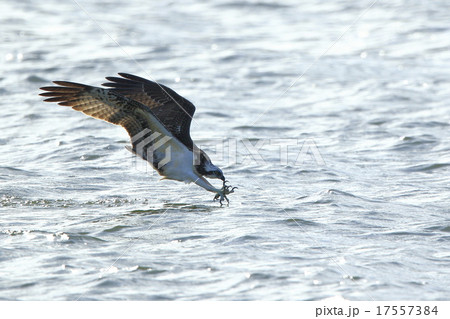 ミサゴ 17557384