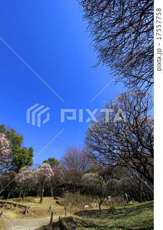 品川区民公園の梅 品川区民公園の梅 17557758