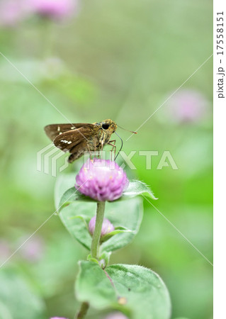 イチモンジセセリ イチモンジセセリ 17558151