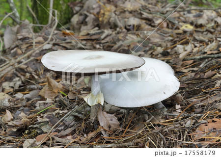 シロオオハラタケ 17558179