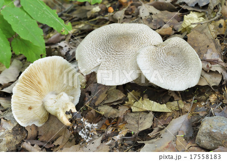 ヒョウモンクロシメジ ヒョウモンクロシメジ 17558183