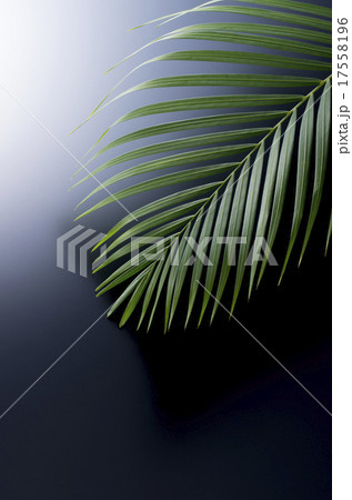 アレカ椰子 17558196
