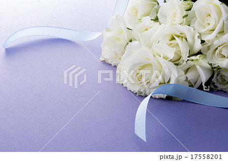 白薔薇 白薔薇 17558201