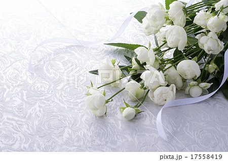 白薔薇の写真素材