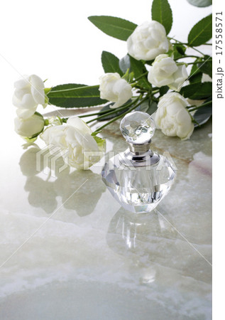 白薔薇 17558571