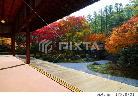 泉涌寺　御座所庭園の紅葉 17558701