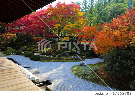 泉涌寺　御座所庭園の紅葉 17558703