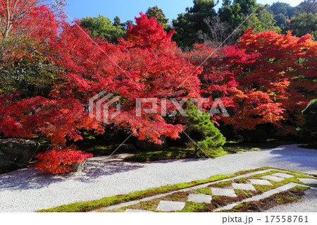 南禅寺天授庵の紅葉 17558761
