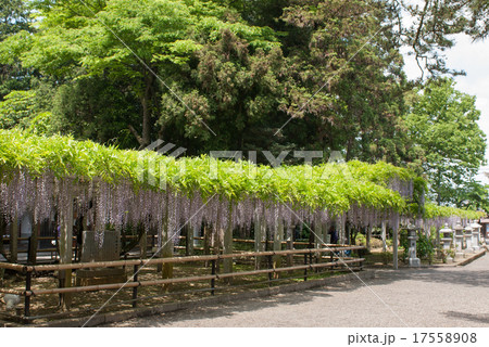 三大神社　砂摺りの藤 17558908