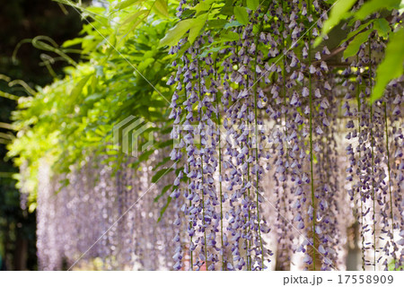 三大神社　砂摺りの藤 17558909
