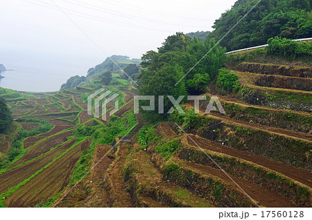 浜野浦の棚田 浜野浦の棚田 17560128