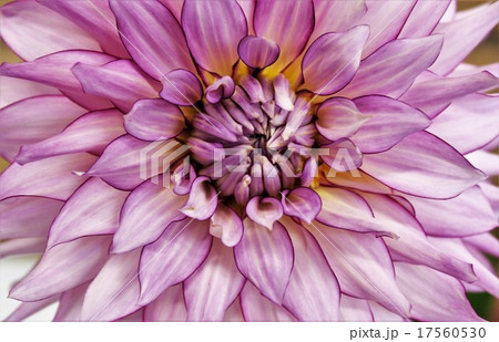 花びらに紫の縁取りがあるダリアの花びらと花芯のクローズアップの写真素材