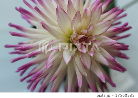 花びらに紫の縁取りがある白いダリアのクローズアップ 花びらに紫の縁取りがある白いダリアのクローズアップ 17560535