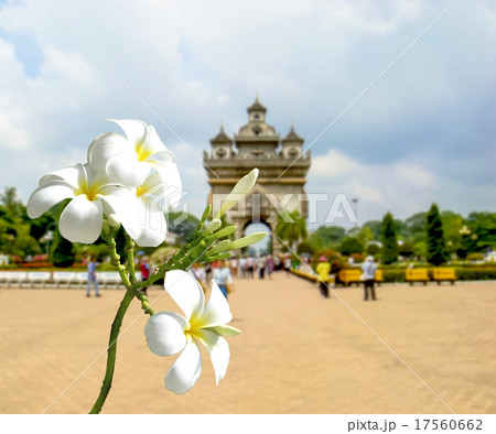 White Plumeria 17560662