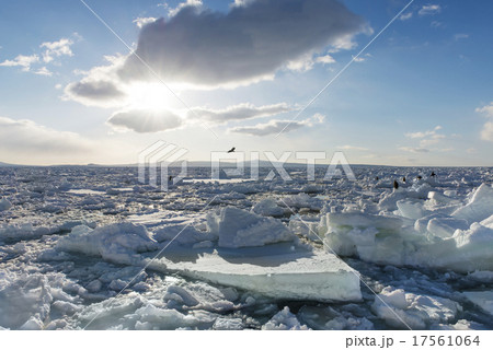 知床の流氷 17561064
