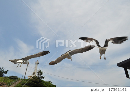 加茂水族館・うみねこ 17561141