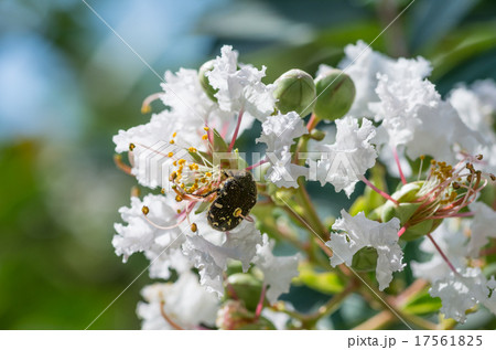 背中にサルスベリの花粉を付けたハナムグリ 17561825