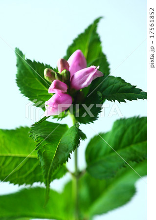 スピードリオンの花蕾 17561852