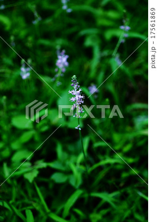 ツルボの花　草むらに咲く 17561869