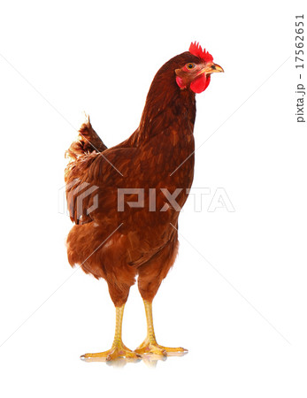 One live hen on the white One live hen on the white 17562651