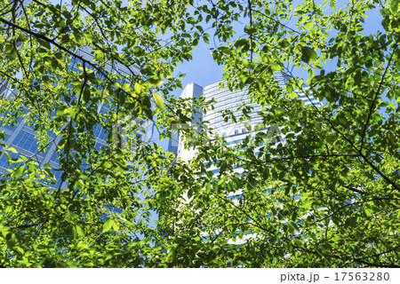 品川グランドコモンズの高層ビル 品川グランドコモンズの高層ビル 17563280