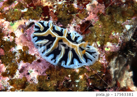 岩場のユキヤマウミウシ 岩場のユキヤマウミウシ 17563381