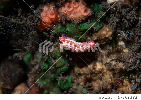 移動するセンテンイロウミウシ 移動するセンテンイロウミウシ 17563382