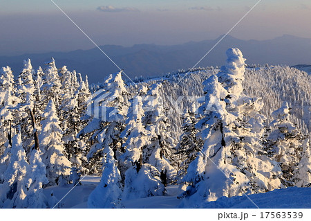 夕日を浴びる志賀横手山の樹氷 17563539