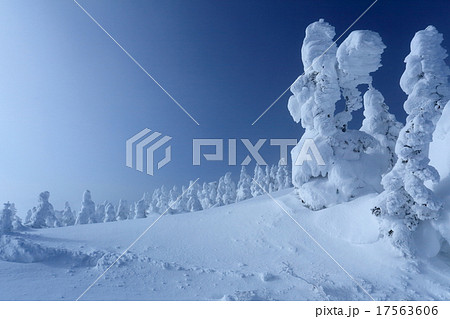 雪煙舞う志賀横手山の樹氷群 雪煙舞う志賀横手山の樹氷群 17563606