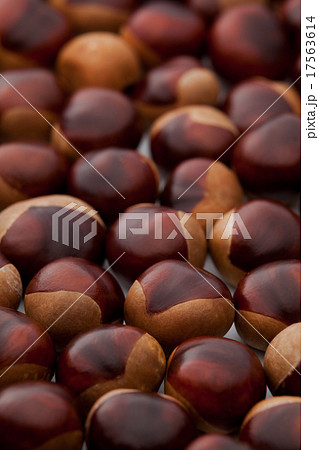 トチの実（飛騨産） 17563614