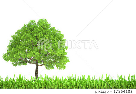 Tree growing among the tall grass isolated on Tree growing among the tall grass isolated on 17564103