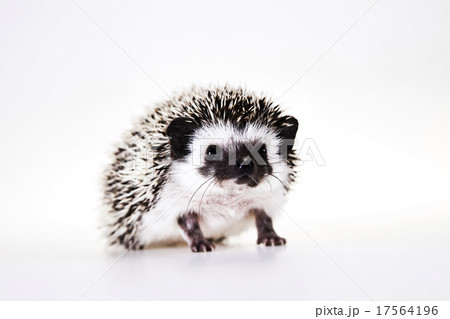 Autumnal animal, bright colorful vivid theme Autumnal animal, bright colorful vivid theme 17564196