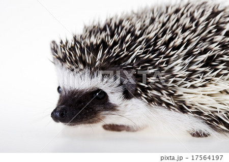 Autumnal animal, bright colorful vivid theme Autumnal animal, bright colorful vivid theme 17564197