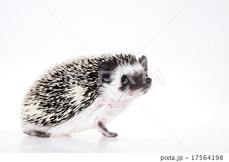 Autumnal animal, bright colorful vivid theme 17564198