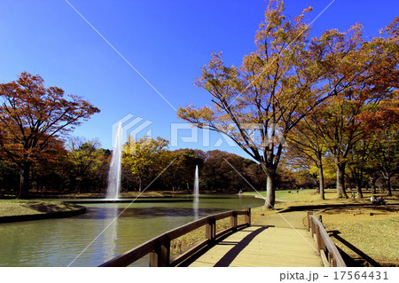 代々木公園の紅葉 17564431