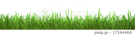 Fresh green grass isolated on white background 17564468
