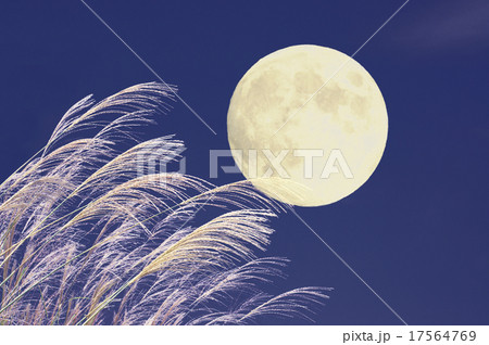 月とススキ 月とススキ 17564769