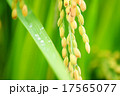 稲穂 17565077