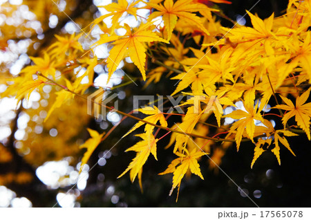 黄色い紅葉 17565078