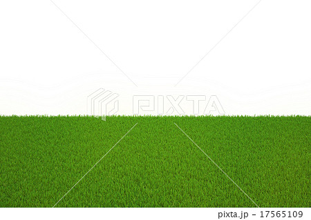 Large flat meadow of green grass without the sky 17565109