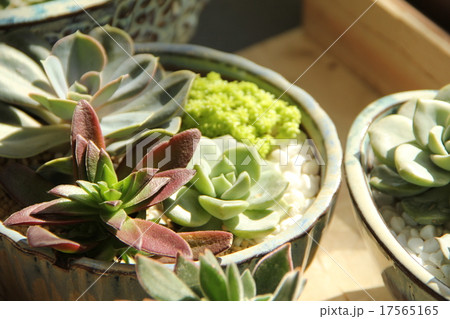 多肉植物と暮らす 17565165