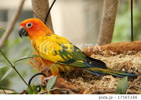 コガネメキシコインコの全身 17565166