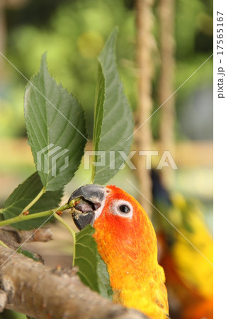 コガネメキシコインコの遊び コガネメキシコインコの遊び 17565167